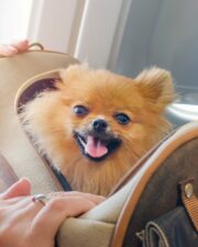 Can You Bring Your Pet on a Private Jet?